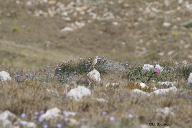 Pipit rousseline_M.Bourgeois LPO 11