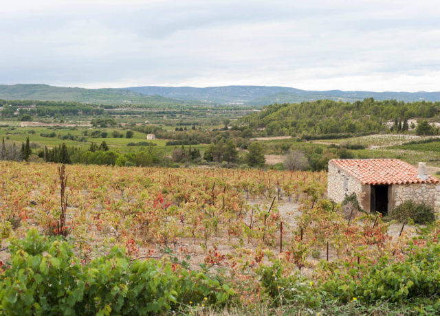 Vignes du piémont Crédit Les panoramistes