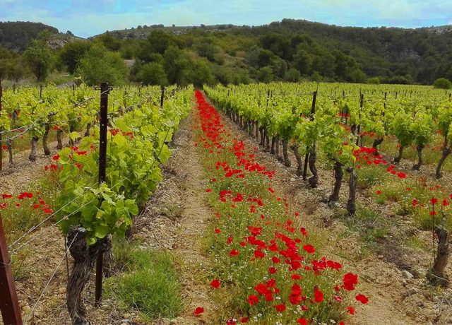 vignes clape